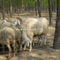 Galvanized Kraal Network Fence